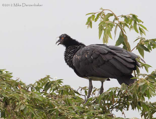Horned Screamer (Anhima cornuta) photo image