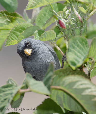 Band-tailed Seedeater (Catamenia analis) photo
