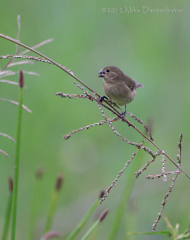 Black-and-white Seedeater (Sporophila luctuosa) photo image