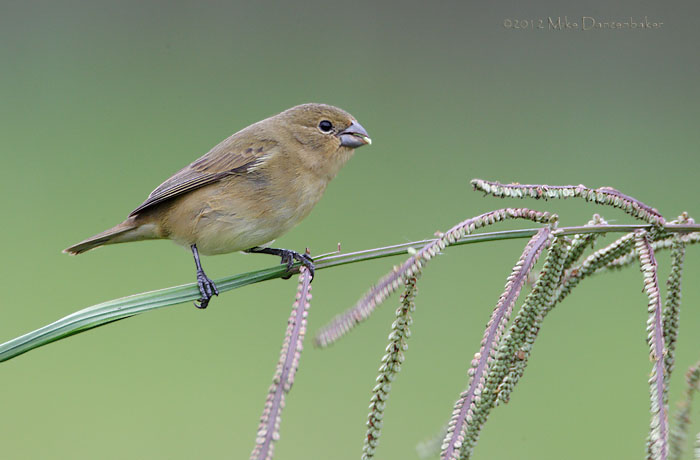 Black-and-white Seedeater (Sporophila luctuosa) photo image