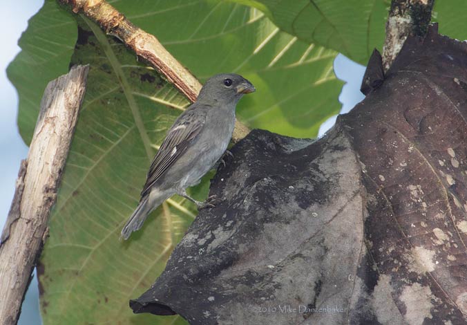 Slate-colored Seedeater (Sporophila schistacea) photo