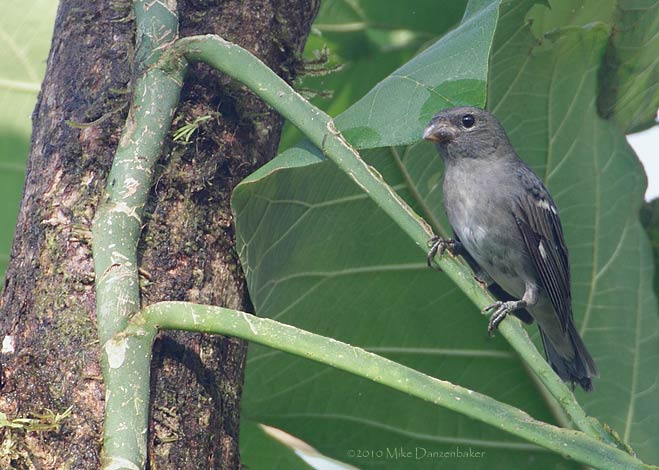 Slate-colored Seedeater (Sporophila schistacea) photo