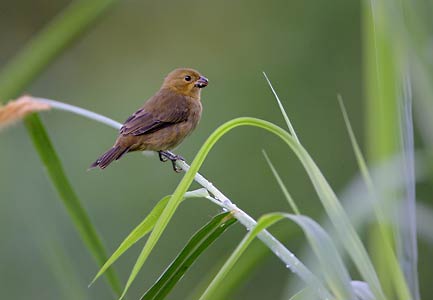 Variable Seedeater (Sporophila corvina) photo image