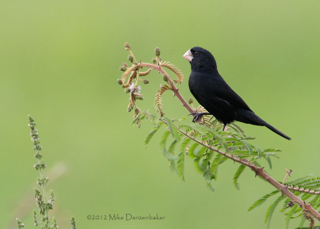 Large-billed Seed Finch (Oryzoborus crassirostris) photo image