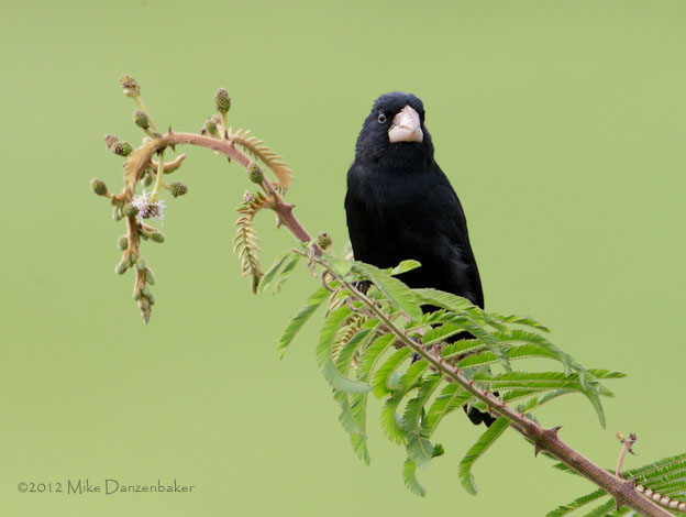 Large-billed Seed Finch (Oryzoborus crassirostris) photo image