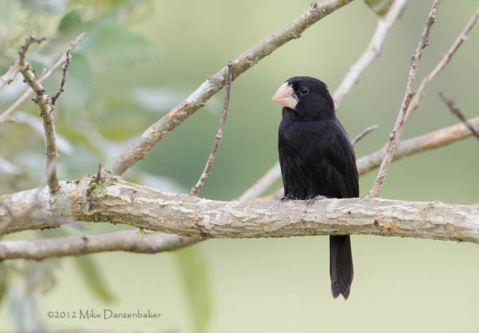 Nicaraguan Seed Finch (Oryzoborus nuttingi) photo image
