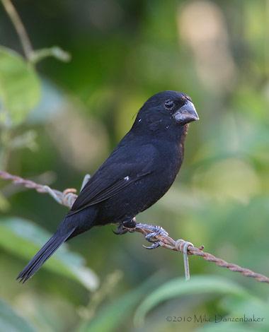 Thick-billed Seed-Finch (Oryzoborus funereus) photo