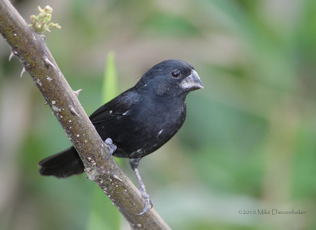 Thick-billed Seed Finch (Oryzoborus funereus) photo image