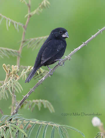 Thick-billed Seed Finch (Oryzoborus funereus) photo image