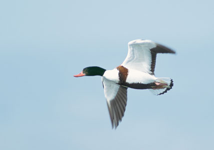 Common Shelduck (Tadorna tadorna) photo image