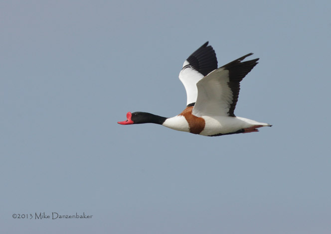 Common Shelduck (Tadorna tadorna) photo image
