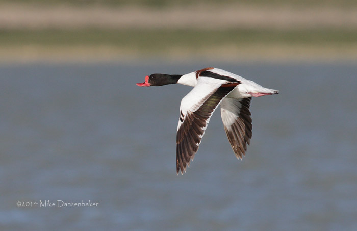 Common Shelduck (Tadorna tadorna) photo image
