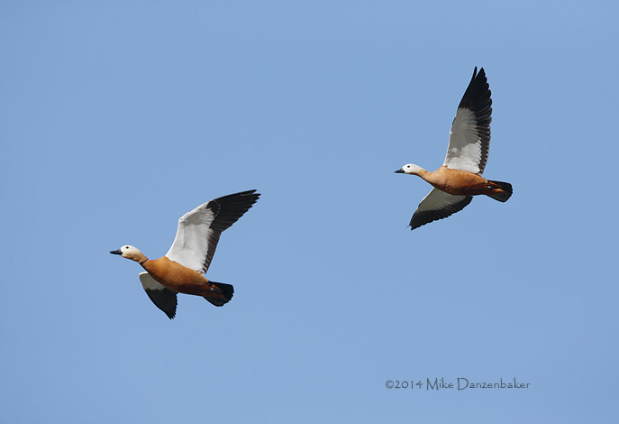 Ruddy Shelduck (Tadorna ferruginea) photo image
