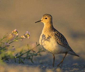 Buff-breasted Sandpiper (Tryngites subruficollis) photo image