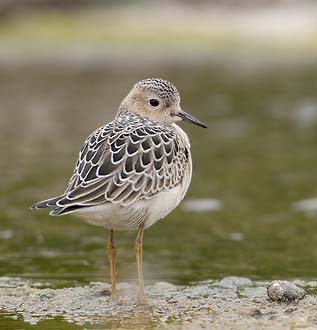 Buff-breasted Sandpiper (Tryngites subruficollis) photo image