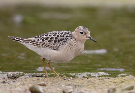 Buff-breasted Sandpiper (Tryngites subruficollis) photo image