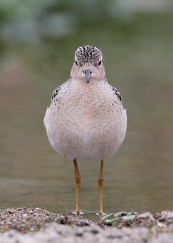 Buff-breasted Sandpiper (Tryngites subruficollis) photo image