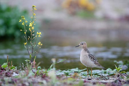 Buff-breasted Sandpiper (Tryngites subruficollis) photo image