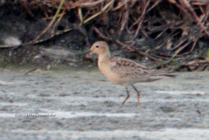 Buff-breasted Sandpiper (Tryngites subruficollis) photo image
