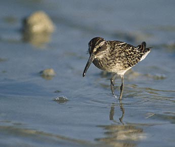 Broad-billed Sandpiper (Limicola falcinellus) photo image