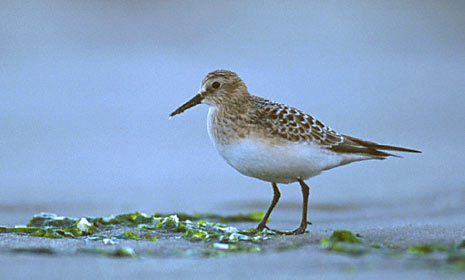 Baird's Sandpiper (Calidris bairdii) photo image