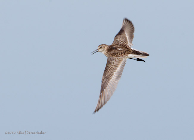 Baird's Sandpiper (Calidris bairdii) photo