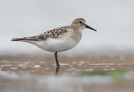Baird's Sandpiper (Calidris bairdii) photo image