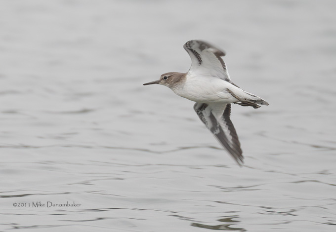Common Sandpiper (Actitis hypoleucos) photo image