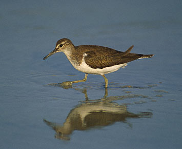 Common Sandpiper (Actitis hypoleucos) photo image