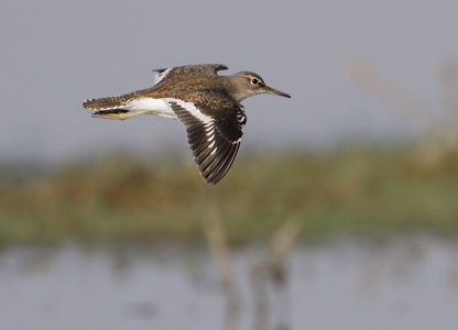 Common Sandpiper (Actitis hypoleucos) photo image