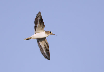 Common Sandpiper (Actitis hypoleucos) photo image