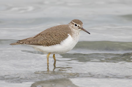 Common Sandpiper (Actitis hypoleucos) photo image