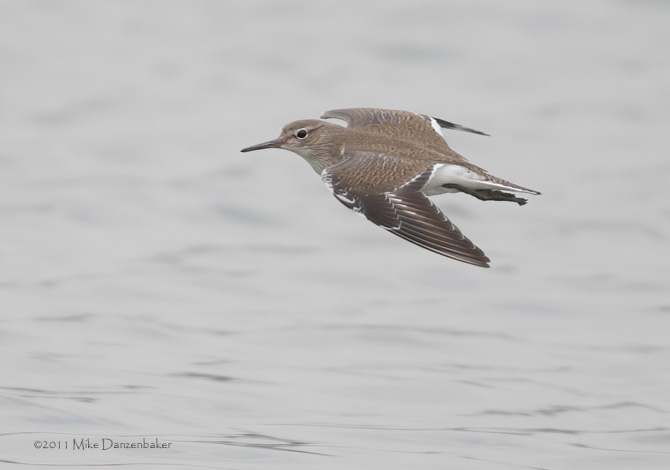 Common Sandpiper (Actitis hypoleucos) photo image