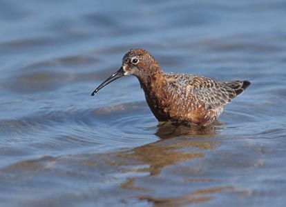 Curlew Sandpiper (Calidris ferruginea) photo image