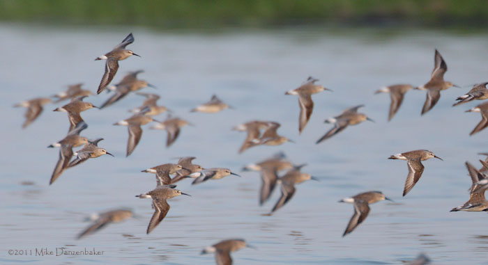 Curlew Sandpiper (Calidris ferruginea) photo image
