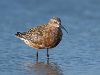 Curlew Sandpiper (Calidris ferruginea) photo image