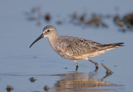 Curlew Sandpiper (Calidris ferruginea) photo image