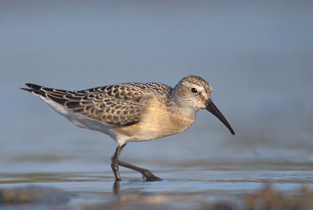 Curlew Sandpiper (Calidris ferruginea) photo image