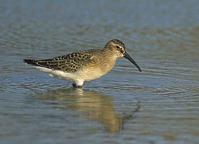 Curlew Sandpiper (Calidris ferruginea) photo image
