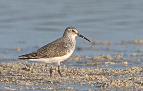 Curlew Sandpiper (Calidris ferruginea) photo image