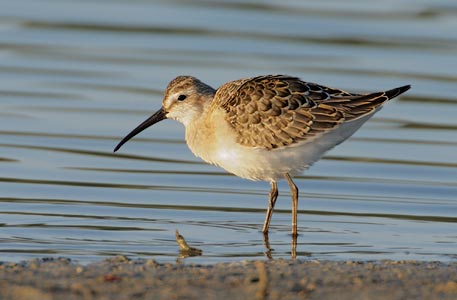 Curlew Sandpiper (Calidris ferruginea) photo image