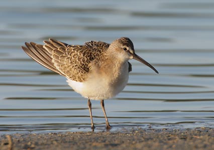 Curlew Sandpiper (Calidris ferruginea) photo image