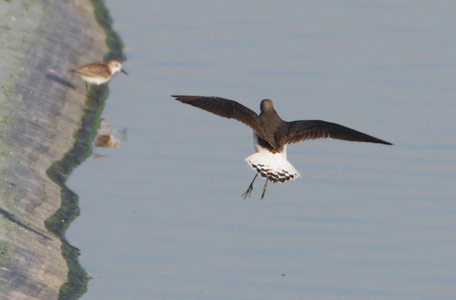 Green Sandpiper (Tringa ochropus) photo