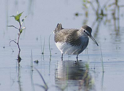 Green Sandpiper (Tringa ochropus) photo image