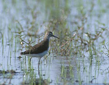 Green Sandpiper (Tringa ochropus) photo image