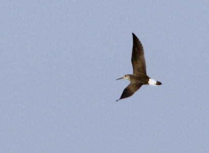 Green Sandpiper (Tringa ochropus) photo