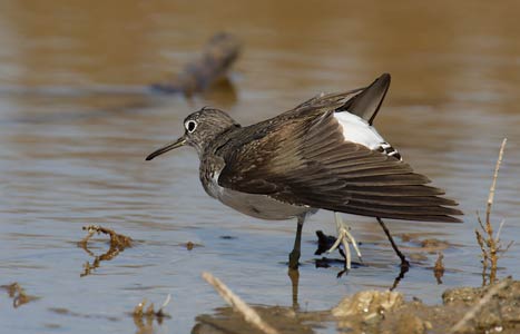 Green Sandpiper (Tringa ochropus) photo