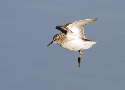 Least Sandpiper (Calidris minutilla) photo image
