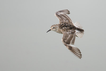 Least Sandpiper (Calidris minutilla) photo image
