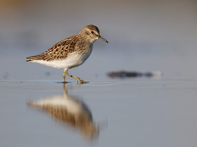 Least Sandpiper (Calidris minutilla) photo image